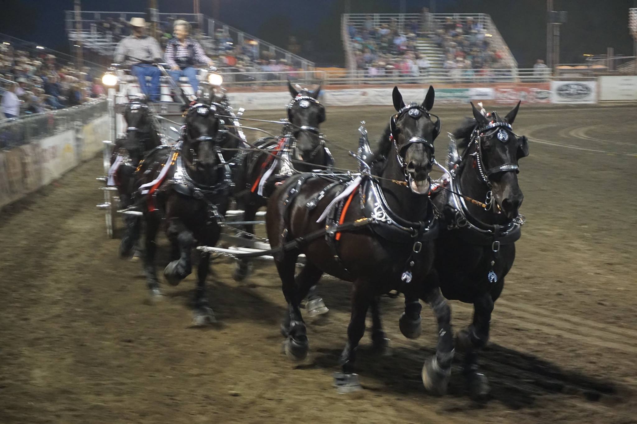 Percheron Thunder Driven By Jason Goodman